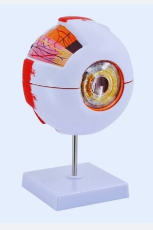 anatomical models 3d printed anatomical models 3d anatomical models adam rouilly anatomical models erler zimmer anatomical models wax anatomical models human anatomical models medical anatomical models la specola wax anatomical models veterinary anatomical models plastinated anatomical models anatomical models australia anatomical models and charts anatomical model acnh anatomical model animal crossing anatomy models amazon anatomical model arm anatomical model antique anatomical animal models anatomy model art anatomy model app animal anatomical models anatomical models amazon artificial anatomical models art s buck anatomical models antique anatomical models are anatomical models medical devices anatomy anatomical models altay anatomical models anatomical models brain anatomical models buy anatomical model bones anatomical model body anatomical model back anatomical model blender anatomical model breast anatomy models bundle set anatomical model blank anatomy model blender best anatomical models buy anatomical models brain anatomical models bdc anatomical models best 3d anatomical models anatomical foundation models for brain mris anatomical bone models wax anatomical models bologna anatomical body models anatomical models canada anatomical model corpse party anatomical model crossword clue anatomical model costume anatomy models cheap anatomical model china anatomical model crossword clue 7 letters anatomical model chest anatomy models classroom anatomical model cat custom anatomical models candent anatomical models carolina anatomical models cheap anatomical models clemente susini's wax anatomical models photos clemente susini's wax anatomical models clemente susini's wax anatomical models reviews anatomical charts and models anatomical models are generally classified as anatomical model dandadan anatomy models drawing anatomical dental models anatomical drawing models anatomical models a digital revolution anatomy 3d models download digital anatomical models where to buy anatomy models human anatomy models manufacturers dental anatomical models handbook of anatomical models for radiation dosimetry anatomical models for drawing in vitro anatomical models for nasal drug delivery types of anatomical joints anatomical models ebay anatomical model eye anatomical model ear anatomy models eye anatomy model ebay anatomy model exhibition anatomy model easy anatomy embryology models anatomical eye model labeled anatomical eyeball model equine anatomical models why are anatomical models so expensive anatomical eye models anatomical models for education what is helical model educational anatomy models anatomical model labeled anatomical models for medical students anatomical models for sale anatomical models for teaching anatomical models factory anatomical models for artists anatomical models for 3d printing anatomical models factory ambala cantt photos anatomical models for kids anatomical models for students female anatomical models free anatomical models free 3d anatomical models used anatomical models for sale wax anatomical models florence anatomical model ghost anatomy model game anatomy model generator anatomic grip model 495 model anatomic genunchi anatomy girl model anatomical model horror game gpi anatomical models glass anatomical models anatomical model anatomical model amazon model anatomy anatomical models suppliers anatomical models hs code anatomical models heart anatomy models head and neck anatomy models handmade anatomical human models anatomical hand models anatomy head models vata anatomical healthcare models how to make anatomical models history of anatomical models how are anatomical models made anatomical heart models sharm segmented head anatomical reference models anatomical models india anatomy model ideas anatomy models in store anatomy interactive models anatomical models suppliers in india anatomical models manufacturer in india ivory anatomical models italian wax anatomical models what is anatomical models what is a body part model anatomical models joints anatomical model japan anatomy model jobs anatomical jaw model anatomical model shoulder joint anatomical joint models anatomical models knee anatomy models kmart 3b anatomy models key kmart anatomical models knee anatomical models wolters kluwer anatomical models k nearest model anatomical models labeled anatomy models labeled anatomy models library anatomy models lebanon anatomy lab models labeled anatomy lab models anatomy learning models anatomy leg models human anatomy models labeled community college somso anatomy models labeled lego anatomical models anatomical models lungs with heart model what are anatomical models full body anatomy model labeled anatomical models meaning anatomical models manufacturers anatomical models muscles anatomical medical models anatomy muscle.models labeled anatomy mini models anatomical models near me mini anatomical models mentone anatomical models medical anatomical models for sale male anatomical models what are anatomical models made of anatomical models nz anatomical model name anatomical model nose anatomical model new leaf anatomy model nyt anatomy model nervous system anatomy model nickname anatomy model nerves anatomy model name nyt nasco anatomical models in anatomical position anatomical models online anatomical models of animals anatomy models online anatomical organ models anatomy of models memory huggingface anatomy 3d models online human anatomy models obj/3ds/lwo format / anatomical models and planes of section online anatomical models open source anatomical models 3d printing of anatomical models types of anatomical models anatomical models + price anatomical models pelvis anatomy models pakistan anatomy models pdf anatomical plastic models anatomy plastic models anatomy practice models anatomy & physiology models anatomy plastinated models anatomy paper models plastic anatomical models pelvic floor anatomical models patient specific anatomical models prostate anatomical models papier mache anatomical models photographic atlas of anatomical models photographic atlas of bones and anatomical models anatomy models quiz anatomy models reddit anatomy model reference anatomy model rental anatomical reference model anatomical rat model anatomy respiratory model anatomy real model anatomical model of respiratory system 3d anatomical model reference collection anatomical foot model reflexology realistic anatomical models rent anatomical models what is r model anatomical models south africa anatomical models stl anatomical models skeleton anatomical models shoulder anatomical model skull anatomical model spine anatomical model sheet anatomical model skin anatomy models skull somso anatomical models stratasys anatomical models sawbones anatomical models silicone anatomical models scientific anatomical models small anatomical models second hand anatomical models somos anatomical models anatomical models torso anatomy models temu anatomical model toy anatomy models to buy anatomical model tattoo anatomical model teeth anatomy models to study anatomical teaching models anatomical training models anatomy model torso temu anatomical models tramond anatomical models where to buy anatomical models anatomical models uk anatomy models unr unlv anatomical models used anatomical models anatomy models for medical students unr anatomical models what is a body model used anatomy models anatomical model vintage anatomy models veterinary anatomical venus models anatomy model veins vascular anatomical model anatomy virtual model dandadan anatomical model voice actor dandadan anatomical model va anatomical and vocational models vintage anatomical models 3d anatomical models-vin 3d anatomical models veterinary what is v shaped model vulva anatomical model anatomy models website anatomy models with labels anatomical wax models anatomy working models anatomy warehouse models x ray anatomical landmarks anatomical models yokai anatomy 2 models anatomy 2d model 2 anatomical positions 2 anatomical terms anatomical models 3d printing anatomical models 3d anatomy models 3d anatomy models 3d free anatomy models 3d online anatomy models 3d print anatomical model 3d online anatomy model 3d online free anatomy model 3d art anatomy model 3b 3b anatomical models 3b scientific anatomical models 3d printable anatomical models 3d medical anatomical models 3d printed anatomical models free anatomy model 4d anatomical models for art 4 anatomical position 4 anatomical planes 4 anatomical planes of the body 4d anatomy model 5 anatomical position 5 anatomical planes 5 anatomical terms 66fit anatomical models models who are 6'1 5'6 models weight 6 anatomical positions 6 anatomical terms 7 anatomical positions what are the 7 anatomical planes 8 anatomical terms 8 anatomical directions 8 anatomical directional terms 9 anatomical regions 9 anatomical regions of abdomen