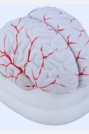 human brain model how to make human brain model how to make human brain model with clay vevor human brain model how to make a human brain model for school human brain model labeled label the midsagittal view of a human brain model life size human brain model 3d human brain model free download human brain model 3d human brain model anatomy human brain model amazon human brain anatomy model buy ai model human brain vevor human brain model anatomy 4d human brain anatomy model 3d human brain anatomy model human anatomy brain model labeled movdyka 3d human brain anatomy model human anatomy model brain learning resources anatomical human brain model anatomy of human brain model amazon human brain model how to make a human brain model midsagittal view of a human brain model model of a human brain a computer system modelled on the human brain 3d model of a human brain bigbrain an ultrahigh resolution 3d human brain model best human brain model beamnova human brain model which computer based model is developed after human brain human brain model buy human brain model clay how to make a brain model homemade brain model what is the whole brain model human brain models human brain model for teaching human brain model inferior view cerebral organoids model human brain development and microcephaly human brain clay model computing model resembling human brain human brain with spinal cord model diy human brain model denoyer-geppert giant functional human brain model detailed human brain model human brain 3d model free download human brain diagram 3d model human brain model diagram human brain 3d model download human brain working model explanation engineered 3d immuno glial neurovascular human brain model evotech human brain model human brain education model examine the model of the human brain human brain model for school project human brain model for kids human brain model for school human brain 3d model free figure 12.10 human brain model superior view figure 13.4 human brain model inferior view figure 12.11 human brain model inferior view model of human brain for school project brain model price human brain graph human brain model inferior view labeled human brain model psychology human brain model images human brain model project ideas parts of the brain model this student is holding a model of the human brain which ai model is designed to mimic the human brain an algorithmic model of decision making in the human brain why human brain is intelligent human brain model kmart human brain model kids human brain ka model human brain 3d model making kit the knowledge factory human brain model where can i buy a brain model labeled human brain model machine learning model that mimics the human brain learning resources human anatomy model brain make a human brain model make a 3d model of human brain human brain midsagittal section model tubular human brain organoids to model microglia mediated neuroinflammation human brain model for neuroscience brain model near me human brain neural network model human brain 3d model online human brain 3d model free online structure of human brain model parts of human brain model model of human brain model of human brain with clay model of human brain labeled model of human brain diagram 3d model of human brain working model of human brain make a model of human brain clay model of human brain human brain model project human brain working model project human brain plastic model human 3d cellular model of hypoxic brain injury of prematurity 3d model of human brain project human brain model quizlet human brain model quiz q the human human brain model 1 1 right hemisphere realistic human brain model human brain model superior view human brain model sagittal view human brain model stl human brain model silicone human brain science model human brain structure model human brain still model human brain 3d model stl soft foam cross section human brain model science & discovery toys human brain model somso human brain model human brain model toy human brain thermocol model the human brain model the human brain 3d model 3d model of the human brain how to make 3d model of human brain human brain model using clay human brain model uses human brain ventricle model human brain model lateral view human brain model with clay human brain model with parts human brain working model human brain x ray psychology brain model the brain model human mini-brain models 0 brain 100 aim a brain model human brain model 1-1 human brain specs human brain parts and their functions human brain model class 10 figure 12.24 human brain midsagittal section model how much part of brain human use how much human brain work 2d model of human brain human brain model 3b human brain 3d model blender human brain 3d model price 3d human brain model 3b human brain model 3d print human brain model human brain anatomy 3d model human brain system 3d model human brain model for psychology 4d human brain model 4d master human brain model 4 main areas of brain 4 human types 4 main sections of brain 4d human brain anatomy model instructions 5 brains a computer system modelled on the human brain 6 7 6 brain facts modern human brain size 7 parts of the brain and their functions 7 pillars of brain health 7 brain functions 7 brain structures 7 brain parts human neuro anatomical brain model 8 part what is the whole brain theory 9 the brain