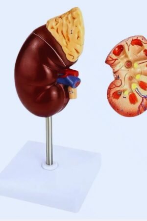 human kidney model how to make human kidney model human kidney model project human kidney model working human kidney model labeled human kidney model diagram human kidney model 3d kidney 3d model in human body human kidney working model explanation human kidney 3d model download human kidney anatomy model human anatomy 3d model kidney how to make a kidney model kidney model explanation human kidney atlas human kidney anatomy and physiology human kidney anatomy diagram make a model of human kidney model of a human kidney model of a kidney kidney human body diagram human kidney diagram human kidney clay model human kidney cell human kidney cell labeled altay human kidney nephron and renal corpuscle model human kidney diagram labeled human kidney 3d model free download dimensions of a human kidney kidney human diagram kidney model kidney model diagram human kidney function what are the basic functional units of the kidney function of human kidneys gizmo human karyotyping human g human kidney picture what is the actual size of human kidney difference between human kidney and artificial kidney image of human kidneys actual human kidney j human genetics k human human kidney lobes kidney model.labeled model of kidney labeled kidney process in human body interactive kidney model size of human kidney in inches in humans which kidney is positioned more inferior model of human kidney human kidney organoids working model of human kidney 3d model of human kidney human kidney working model project human kidney 3d model project kidney working model explanation human kidney section model human renal system model size of human kidneys model of the human kidney tm kidney human kidney under microscope labeled human kidney ultrasound v humans human kidney working model x ray kidneys y human 1 kidney life expectancy 2 kidneys 1 liver 35 facts about the human kidneys 3.5 kidney function 3d kidney model human kidney 3d model 3b kidney model kidney 3d model project 4 kidneys in human body 6 functions of kidneys human kidney models 9 kidney function life expectancy 9 human systems