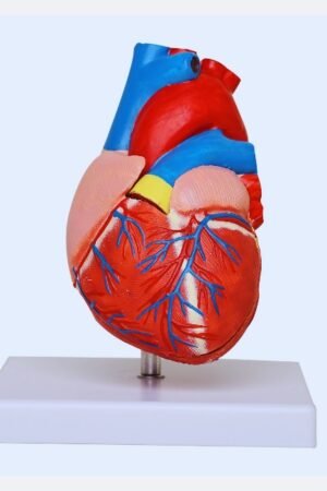 human heart 3dmodel human heart 3d model human heart 3d model free human heart 3d model project human heart 3d model free download human heart 3d model for school project human heart 3d model download human heart 3d model with label human heart 3d model free stl human heart 3d model diagram human heart 3d model sketchfab human heart 3d model animation human heart anatomy 3d model human heart anatomy 3d model free download human heart anatomy 3d model free anatomical human heart 3d model 3 facts about the human heart human heart model 3d human heart 3d heart model project ideas 3d human heart model free download 3d model of a human heart a 3d model of the heart human heart 3d model blender human heart 3d blender 3d human heart model human heart cross section 3d model 3d human heart crystal model how to make a human heart model how to make a 3d heart organ human heart cad model human heart 3d model download free human heart 3d model project free download human heart 3d print human heart diagram 3d model human heart 3d working model human heart functioning 3d model video human heart 3d print model real human heart 3d model 3d human heart human heart 3d model free online 3d model for human heart free human heart 3d model how to make human heart 3d model human heart parts and their functions human heart and their functions human heart in 3d model internal structure of human heart 3d model human heart ka 3d model low poly human heart 3d model human heart 3d model online working of human heart 3d model 3d model of human heart 3d model of human heart project 3d model of human heart free download human heart 3d model price human heart 3d model print human heart pumping 3d model human heart 3d print model free realistic human heart 3d model realistic 3d heart model realistic heart 3d model free human heart 3d model stl human heart system 3d model the human heart 3d model the human heart 3d human heart 3d model video human heart 3d model working 2d heart model 2d human heart 3d human heart project 4d heart model