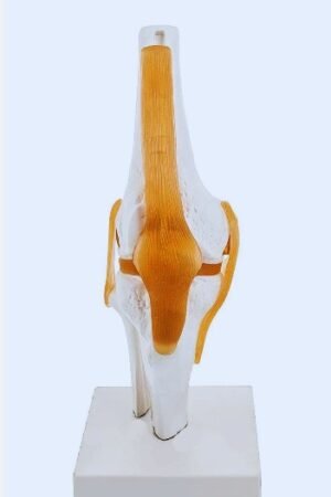 joint model with ligaments knee joint model with ligaments shoulder joint model with ligaments hip joint model with ligaments elbow joint model with ligaments what are joints and ligaments joint model labeled knee model with ligaments joint model a joint with little movement a joint connects b. ligaments anatomy joint models binding of joint c-joint c1 joint action cartilaginous joint mobility dentoalveolar joint movement dentoalveolar joint structural classification double jointed diagram joint model project ligaments of mtp joint elbow joint model labeled elbow joint with ligaments knee joint with ligaments flexion joint type finger joint model functional knee joint model gliding joint ligaments joint movement gliding how many ligaments in ankle joint how are joints different from ligaments hip joint model labeled hip joint model h-molding joint model joint what are the ligaments that support the knee joint what two ligaments lie within the knee joint joints vs ligaments do all joints have ligaments are ligaments joints l joints model of knee ligaments joint with most mobility joint model set knee joint model labeled o joint what type of joint is a ligament m-p joint q joint r joint model ligaments of the sc joint shoulder joint with ligaments shoulder joint models synovial joint model labeled t- joint t1-t2 joint tmj joint movement u- joint u-joint diagram u-joint styles v joints vertebral joint movement wrist joint model condyloid joint model z ligaments z joints 1 gliding joint 2 joint muscles 2 joint muscles list 3 types of joint movement 3 types of joints based on movement 3 joint types 4 joint types what are the 4 joint movements 4 ligaments of the knee 5 joint classification 5 joint types 5 movable joints 6 joint types 6 joints with location and movement 6 joints of the body 6 types of joint movement 6 moveable joints 7 joint movements 7 joint types 7 joints of the body 7 ligaments of the knee 8 types of joint movements 8 joints 8 major joints 9 types of joints 9 joints in the body 9 common ligaments of the spine