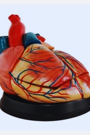 jumbo heart model jumbo heart model jumbo jumbo heart balloon a heart model big heart model heart jumbo braids di-modell jumbo jumbo model heart model exterior labeling functional heart model giant heart model labeled mumbo jumbo heart tutorial j+j heart heart jumbo knotless braids k+j heart heart shaped jumbo knotless braids large heart model labeled large heart model large heart model anatomy mumbo jumbo heart oh jumbo p. j. heart paper heart model jumbo q-tips r+j heart um jumbo jumbo v3 x-men jumbo carnation x jumbo frets jumbo heart knotless braids jumbo yarn heart jumbo y z heart monitor heart z 1$ heart 1 inch heart 2d heart model 2 jumbo knotless braids 2 jumbo box braids 3b heart model key 3 jumbo box braids 3b heart model 3 dimensional heart model 4 chamber heart model 4x4 heart 5 jumbo 5 jumbo box braids 5 jumbo knotless braids 5 jumbo knotless box braids 6 jumbo box braids 6 jumbo box braids with beads 6 jumbo twist 6 jumbo knotless braids jumbo 7/1 jumbo 7/1 arm 8x8 heart 8 inch heart 8 inch heart template jumbo craft heart jumbo 9