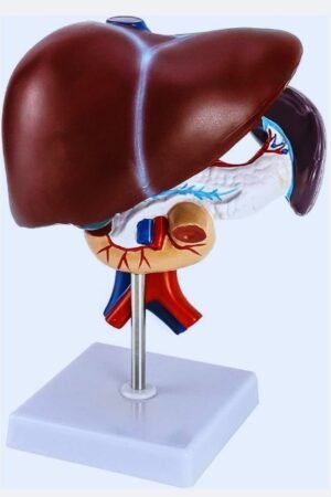 liver model fatty liver model flat liver model labeled liver model labeled how to make a liver model for school human liver model how to make a liver model flat liver model well stirred liver model cirrhosis of liver model madrigal liver model liver model anatomy liver model anatomy labeled liver anatomical model liver acinus model liver abscess model liver 3d model anatomy liver cancer animal model liver on a model fatty liver animal model liver simulated allocation model anatomy liver model anatomical liver model altay liver model anatomy liver model labeled artificial liver model liver anatomy 3d model liver and gastro care model town acinar model of liver liver pancreas and duodenum model liver building model liver bird model liver biopsy model liver body model royal liver building model babylonian liver model liver banding cost what is liver weight bile duct on liver model liver bird 3d model liver building 3d model study of heart kidney and liver by chart and model liver on body model liver model clay liver cirrhosis model liver cancer model liver cell model liver cad model liver cell model labeled liver cleanse model liver cancer model repository (lismore liver on chip model mouse liver cancer model clay liver model common hepatic duct on liver model chicken liver model common bile duct on liver model cn bio liver model ccl4 liver model cystic duct liver model ccl4 liver fibrosis model liver model diagram liver model diy liver model drawing liver model diagram labeled liver disease model liver damage model liver doctor model town liver 3d model download liver pancreas duodenum model alcoholic liver disease model denoyer geppert liver model labeled diy liver model denoyer geppert liver model denoyer geppert liver model key diseased liver model development of liver model model for end stage liver disease model for end stage liver disease meld score model for end stage liver disease meld liver 3d model free download etruscan liver model emulate liver model what is liver prime liver models model for end stage liver disease score uk end stage liver disease model model for end stage liver disease calculator model for end stage liver disease icd 10 model for end stage liver disease sodium liver model for school project liver model for kids liver fibrosis model liver fry model liver fluke model liver function model liver fibrosis model in mice liver fluke model labeled liver 3d model free falciform ligament on liver model liver gallbladder model liver gallbladder model labeled green liver model gallbladder on liver model liver and gallbladder model labeled liver and gastro clinic model town liver gallbladder and pancreas model liver gallbladder and pancreas model labeled liver with gallbladder pancreas and duodenum model liver model histology liver model hepatic portal vein liver histology model labeled liver human model human liver model labeled human liver model systems in a dish what is a full liver panel hepatic portal vein on liver model hepatic vein on liver model how to make a 3d liver model humanized mouse liver model hepatic duct on liver model histology of liver model liver injury model liver in model liver model 3d images liver doctor in model town ccl4 liver injury model liver specialist in model town delhi mouse liver injury model acute liver injury model ccl4 acute liver injury model in vitro liver model insphero liver model inside liver model labeled inferior vena cava on liver model liver fibrosis in vitro model model liver liver model key liver ka model liver model project for kids liver and kidney model liver model school project liver ka 3d model body me liver ka kam liver model labeled anatomy liver model labeled quizlet liver model lobes liver lobule model liver lobule model labeled liver lab model labeled liver lab model liver laceration model liver model 3d lobes of liver model large liver model liver model project liver model mesopotamia liver microanatomy model labeled liver metastasis model liver microanatomy model liver mouse model liver medical model humanized liver mouse model liver fibrosis mouse model liver cancer mouse model liver metastasis mouse model mutton liver model microanatomy liver model labeled microanatomy of liver model microscopic liver model microscopic liver model labeled mash liver model making 3d liver model mimetas liver model nash liver model what is a hepatic liver panel is liver nash reversible model for end stage liver disease-na a 3d human liver model of nonalcoholic steatohepatitis what is liver stiffness liver on model liver organoid model liver organ model liver orthotopic model liver labeled on model liver cancer orthotopic model liver lobes on model model of liver anatomy model of liver and pancreas oliver model 70 oliver model oliver model 18 pull type combine oliver model 60 oliver model 77 orthotopic liver model oliver model 88 oliver model 33 combine oliver model 711 oliver model number lookup liver model parts liver model pictures liver plastic model liver pancreas model liver plaque model liver pathology model liver plastic model labeled liver perfusion model plastic liver model posterior liver model labeled parts of liver model pancreas and liver model posterior liver model liver 3d model project 3d model of liver and pancreas liver model quizlet liver model quiz what is heterogeneous enhancement of the liver liver q liver regeneration model round ligament liver model rappaport model liver liver regeneration mouse model liver segmentation model liver still model liver specialist model town liver spheroid model liver stl model liver structure model liver system model liver spray model liver somso model somso liver model somso liver model labeled liver thermocol model liver tissue model liver tumor model liver toxicity model liver transplant model liver torso model liver triad model liver function test model the liver model labeled taa liver model the liver model 3d model of the liver the model for end stage liver disease meld model town liver specialist doctor liver model unlabeled liver scan cost uk level 3 liver damage liver vasculature model liver in vitro model liver 3d in vitro model liver vs lever liver ke liye test model of liver liver model with labels liver model with clay liver model with gallbladder liver working model liver working model steps liver 3d model with labels human liver working model working liver model how to make a working model of liver liver with gallbladder model what is the meld model for end stage liver disease liver-x x model henry 0 liver function real liver 1-0 1 liver liver 2d model liver fibroscan cost in chandigarh liver size by age radiopaedia normal liver weight level 2 liver damage liver stage 2 means liver grade 2 means 2 liver lesions 2 liver functions liver 2-5 real liver model 3d print liver 3d model labeled human liver 3d model 3d liver model 3b liver model 3d printed liver model 3d human liver model 3b liver model labeled fatty liver 3d model what is stage 4b liver cancer 41 liver function what does median liver stiffness mean what is median liver stiffness 4 liver lobes 4 liver cancer 5 liver function 6 liver function 6'4 model 6'6 model 8 liver segments 9 liver 9 cm liver mass liver 9-0 liver-9-line