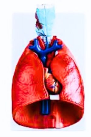 lungs heart larynx labelled drawing of the heart lungs trachea and larynx does the heart affect the lungs are the lungs near the heart lungs larynx trachea lungs and heart lung model with heart larynx and diaphragm lung model with heart larynx and diaphragm labeled is the heart between the lungs lungs heart and esophagus cavity lungs heart anatomy what is larynx in respiratory system larynx lung carries sensations from the throat larynx heart lungs bronchi larynx bronchi larynx breathing problems bronchi heart bronchi larynx lungs mouth nose pharynx and trachea lungs breath heartbeat can lung problems affect the heart can lungs cause heart problems can lung problems cause heart problems is the heart deep to the lungs heart lungs diaphragm larynx lungs difference between heart and lung disease does larynx affect breathing lungs heart esophagus trachea heart lungs esophagus trachea and thymus enlarged lungs and heart echocardiogram lungs ekg lungs does lung function affect heart rate heart lung function function of larynx in respiratory system heart lungs heart lungs anatomy i can hear my lungs when i breathe i can hear my lungs crackling is larynx hard mucus in lungs heart failure mucus larynx heart and larynx why is the heart located near the lungs heart lung problems symptoms can lungs cause heart palpitations can lungs press on heart lung larynx are lungs connected to heart are lungs cardiovascular are lungs in front of heart are the lungs superficial to the heart throat lungs anatomy throat lungs diagram upper larynx lungs and vocal cords what causes heart and lung problems what lung sounds are heard with heart failure lungs and heart x ray 2 lungs 3 functions of larynx 4. larynx 4 functions of larynx 5 lungs the heart and a lung are 8 lung capacity how many larynx are in the respiratory system 9 lung capacity larynx 9 cartilages